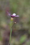 Annual blue-eyed grass